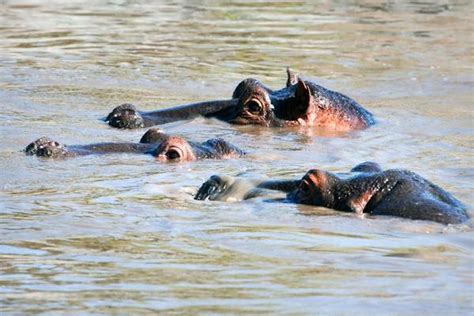 Hippo Stock Photos Images And Backgrounds For Free Download