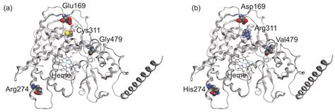 identification   substrates  inhibitors  human cypa