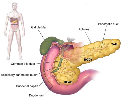 Funcao Do Pancreas Você Sabe Qual é A Função Do Pâncreas?