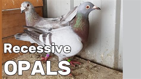 Recessive Opal Variability Rare Coloured Racing Pigeons Youtube