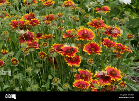 Gaillardia Aristata Bremen Blanket Flower Stock Photo 52985882 Alamy