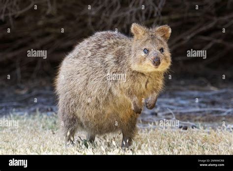 Quokka Habitat Map