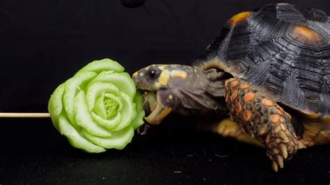 Asmr Tortoise Eating Flower Asmr Mukbang Foot Youtube