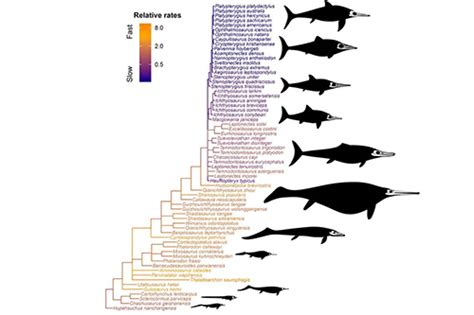 February: ichthyosaur evolution | News and features | University of Bristol