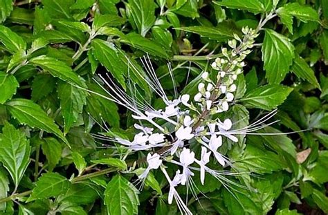 Ортосифон - Фактосвіт