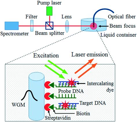 Digital Dna Detection Based On A Compact Optofluidic Laser With Ultra