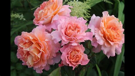 🌹 Из 300 Сортов РОЗ Выделю Именно Эти 😍💕 КРАСАВИЦЫ Моего Сада 🌹💕👍 - YouTube