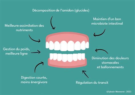 La Mastication Bienfaits Et Utilit Sylvain Monneret