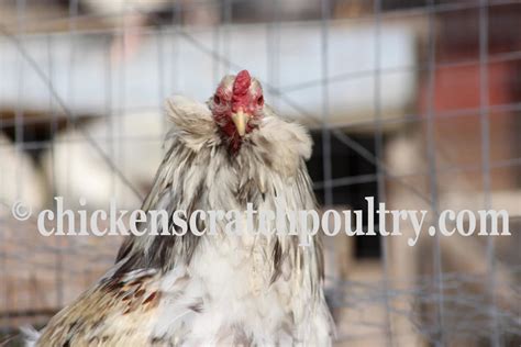 Araucana Chicks - Chicken Scratch Poultry