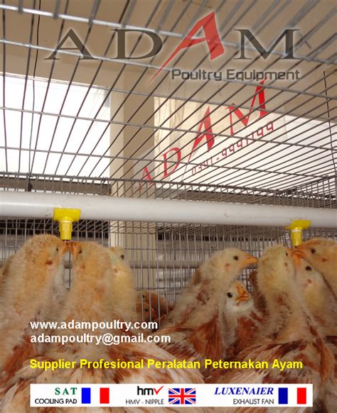 Kandang Ayam Doc I Kandang Doc Ayam Petelur Kandang Pullet Ayam