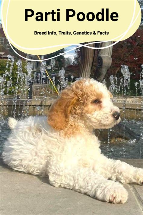 Best 13 Parti Poodle: Breed Info, Traits, Genetics & Facts – Artofit