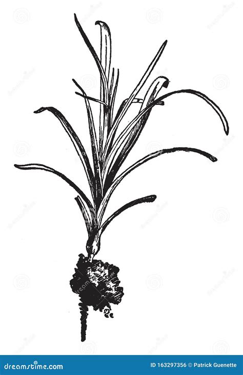 Ilustración Vintage De Corte De Claveles Ilustración Del Vector