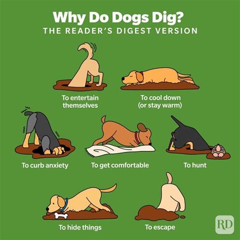 Why Do Dogs Dig Experts Explain This Cultivating Canine Behavior