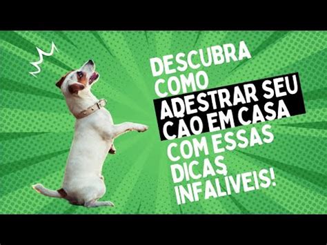 Dicas essenciais para adestrar seu cão em casa YouTube