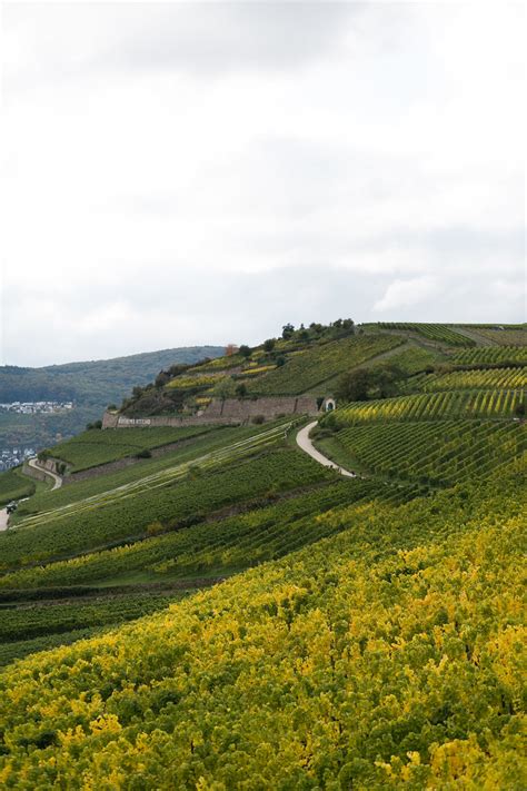 Picturesque Vineyards in Rudesheim Germany - Entouriste