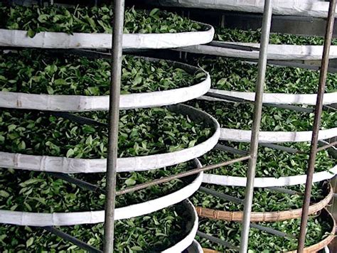 Як виходить, що чай такий різний? – ЗВІДУСІЛЬ