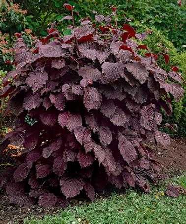 Фундук Краснолистный. Купить Саженцы с Доставкой в СПБ. Отправка по РФ ТК