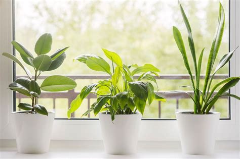 25 Facts About Air Purifying Plants