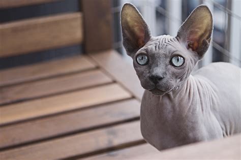 Sfinks mačka ( Sphynx ) - Poreklo, karakteristike, nega i cena