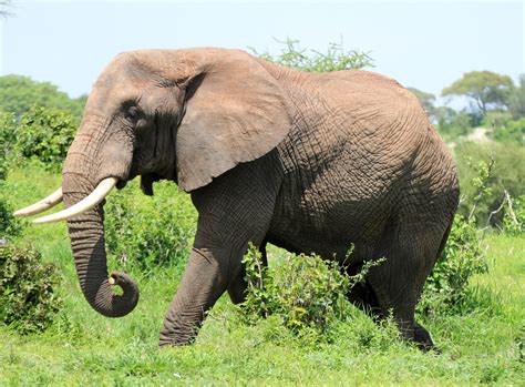Elephant (Loxodonta africana) in Tarangire National Park