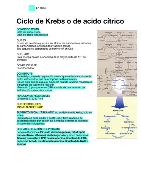 Ciclo de Krebs o Acido citrico Ciclo de Krebs o de acido cítrico