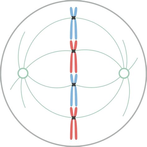 Metaphase In Mitosis And In Meiosis Biology 2024