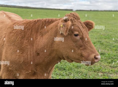 Young Bull Looking At Camera For Uk Livestock Farming British Beef