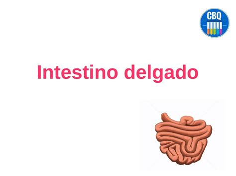 Intestino Delgado Andrea Zabala Zabala Udocz