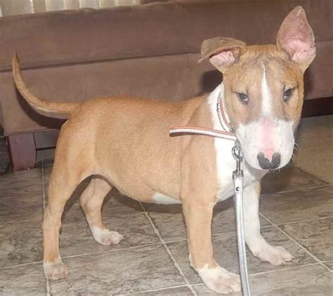 Bull Terrier Breeders In Ma | PETSIDI