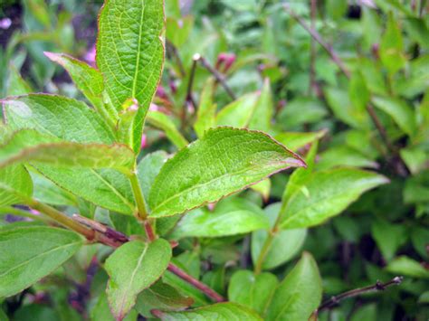 Вейгела гибридная Стириака (Weigela hybrida Styriaca) - описание и фото ...