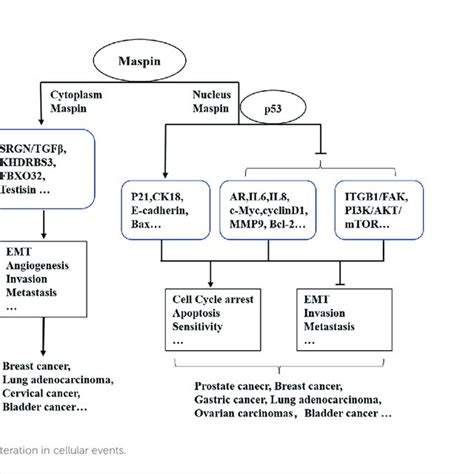 Maspin In Regulating Host Immune Surveillance Maspin Expressing Tumors