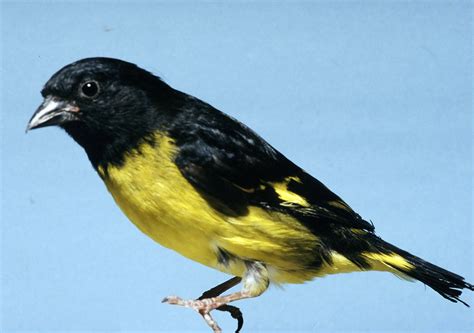 Neotropical siskin - All Birds Wiki