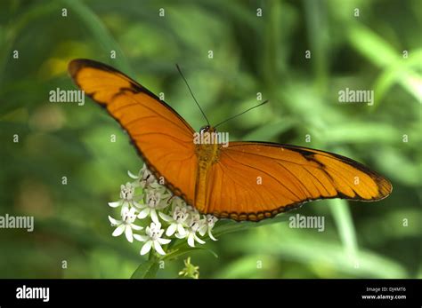 Tropical Butterfly Julia Heliconian Stock Photo Alamy