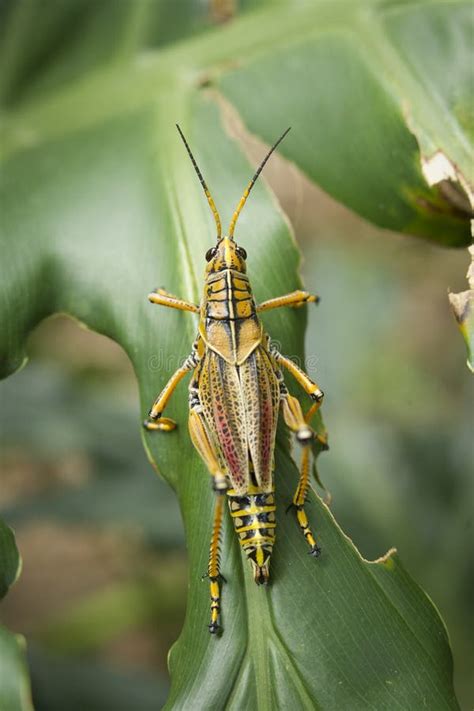 Above View Of Locust Stock Image Image Of Head Arthropod 56496351