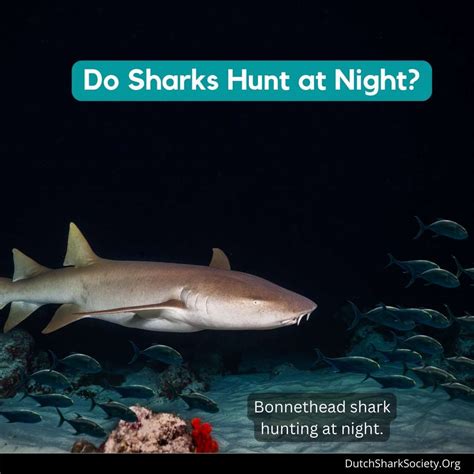 How Do Sharks Hunt? - Dutch Shark Society