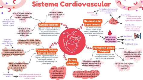 Mapa Mental Sobre O Sistema Cardiovascular Fdplearn