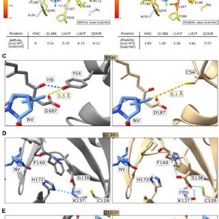 Structural Modelling Of Mutant Cl Pro Variants A Colorimetric