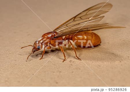 Adult Female Winged Thief Queen Ant Pixta