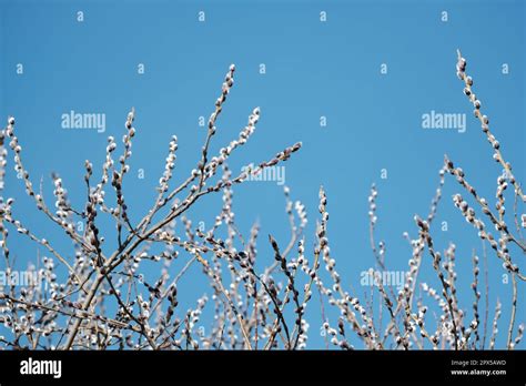 Blooming Willow Tree In Nature Catkin Or Pussy Willow Spring Bloom In