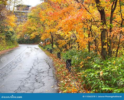 The Autumn Leaves Season in Hokkaido ,Japan Stock Photo - Image of ...