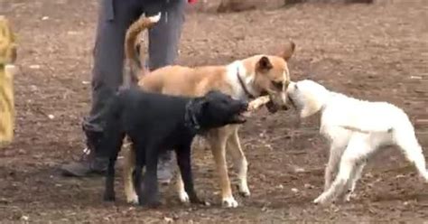 Pet Owners Urged To Not Visit Dog Parks As Canine Flu Spreads In