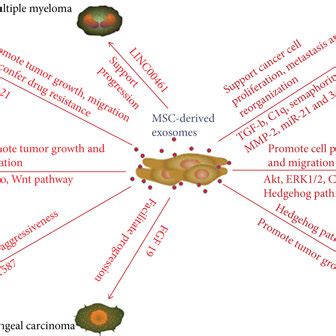 Promotional Roles Of Msc Derived Exosomes In Tumors Msc Derived