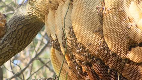 Natural Honey Bee Hive