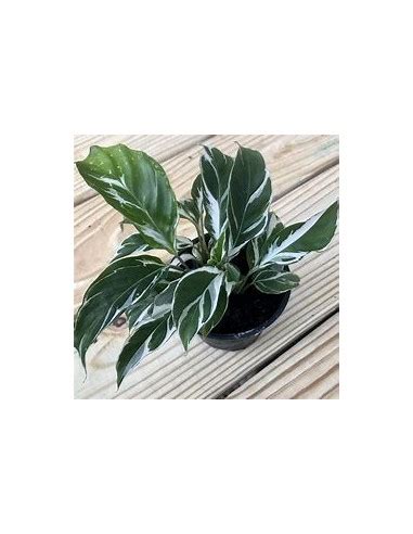 Calathea White Fusion Plant Online Nursery