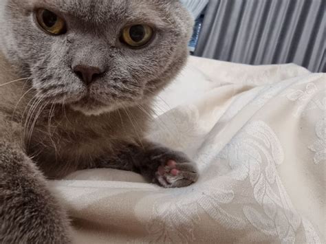 Почему кот спит на хозяине: новости, кошка, коты, кошки, питомцы ...