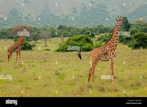 Masai Giraffe Giraffa Camelopardalis Tippelskirchi Two Giraffes