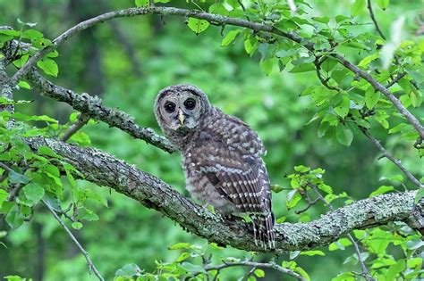 Juvenile Barred Owl Framed Photograph by Scott Miller - Pixels