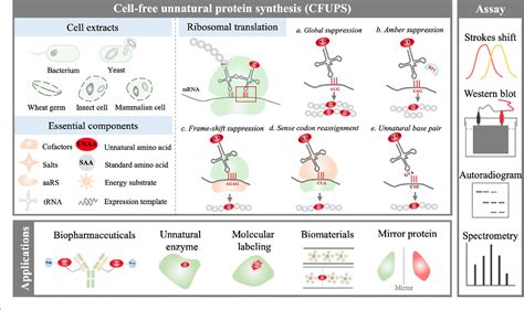 Figure From Advances And Challenges In Cell Free Incorporation Of