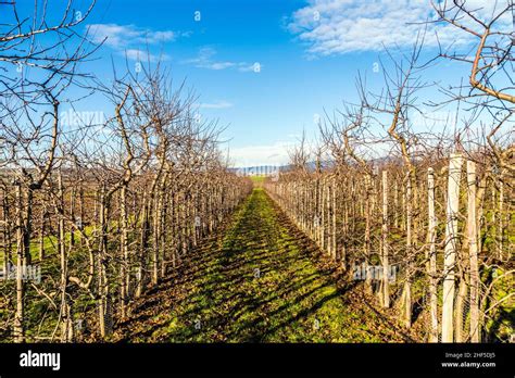 Apple Orchard Rows In Spring Stock Photo Alamy