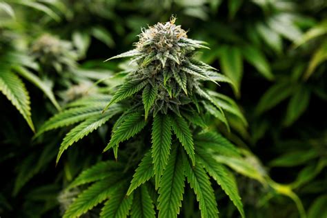 Legal marijuana movement builds as more states change laws - ABC News